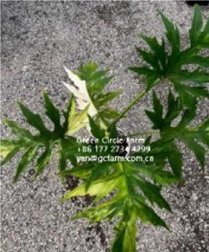Philodendron Warszewiczii Var (9cm Pot) - Pre Order JU19