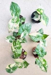 Alocasia Yucatan Pink Var (9cm Pot)- Pre Order JU72