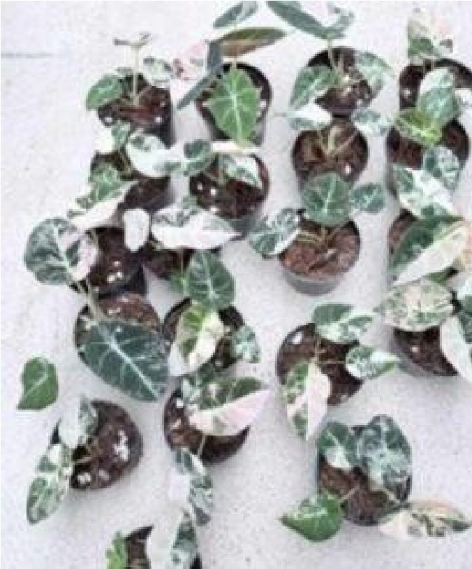 Alocasia Black Velvet Pink Var (9cm Pot)- Pre Order JU76