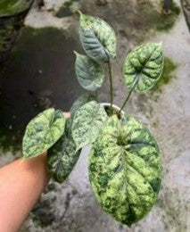 Alocasia Dragon Scale Mint Var - Pre Order JU78