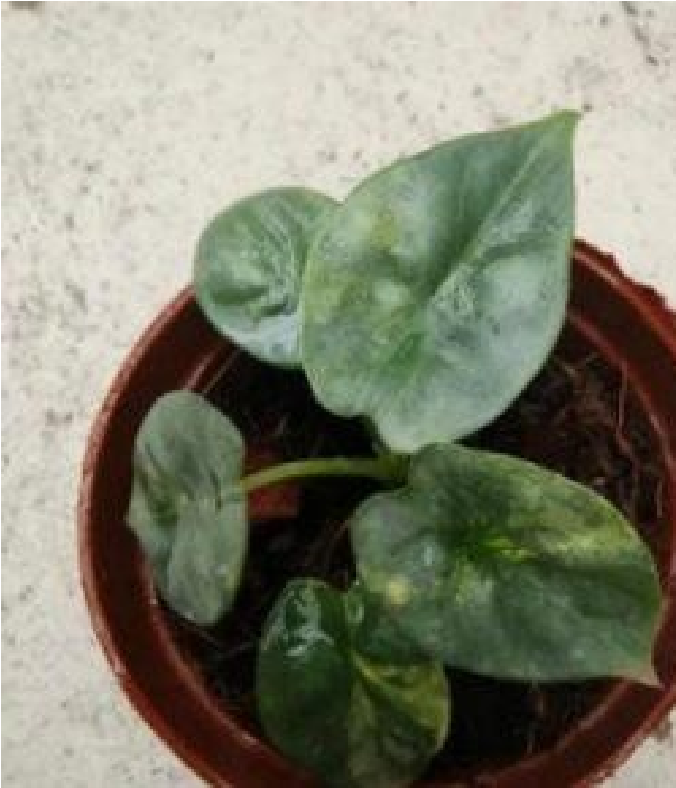 Alocasia Silver Dragon Aurea Var (9cm Pot) - Pre Order JU79