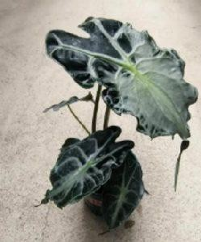 Alocasia Venom - Pre Order JU83