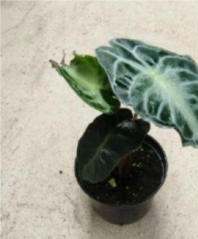 Alocasia Venom (9cm Pot) - Pre Order JU84