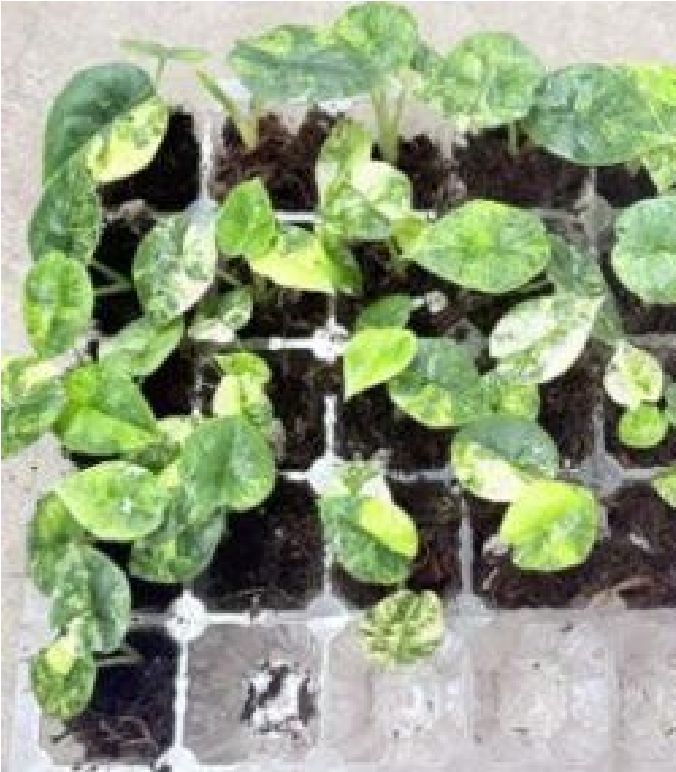 Alocasia Melo Aurea - Pre Order JU86