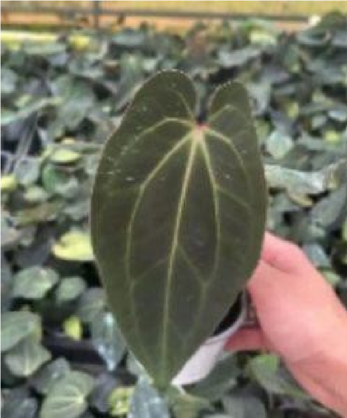 Anthurium Ace Of Spades (AOS) (9cm Pot)- Pre Order JU27