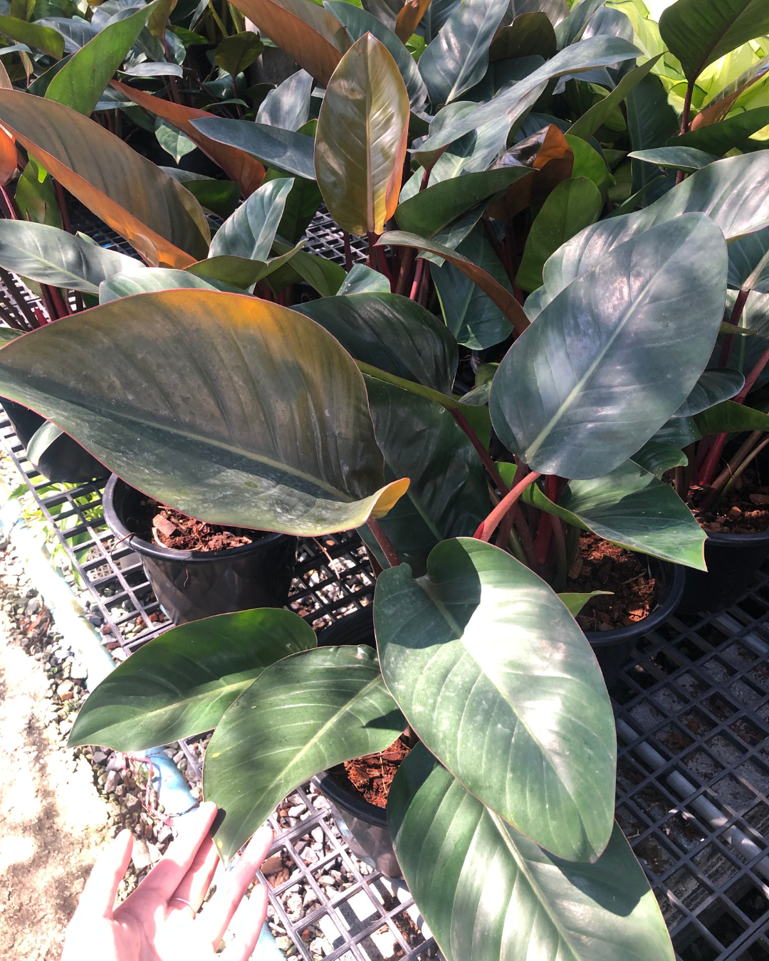Philodendron Red congo (Pre-Order)