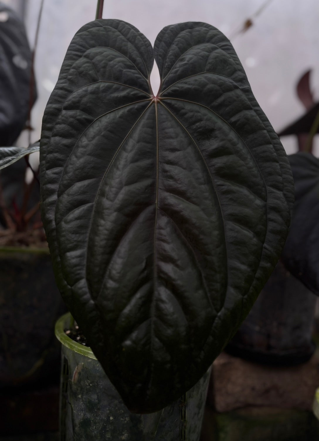 Red Vein Dark Phoenix (parent plant)