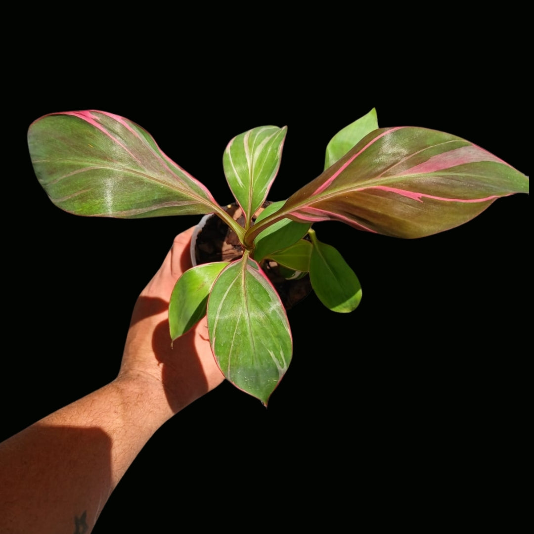 Musa NoNo Variegated (Low)