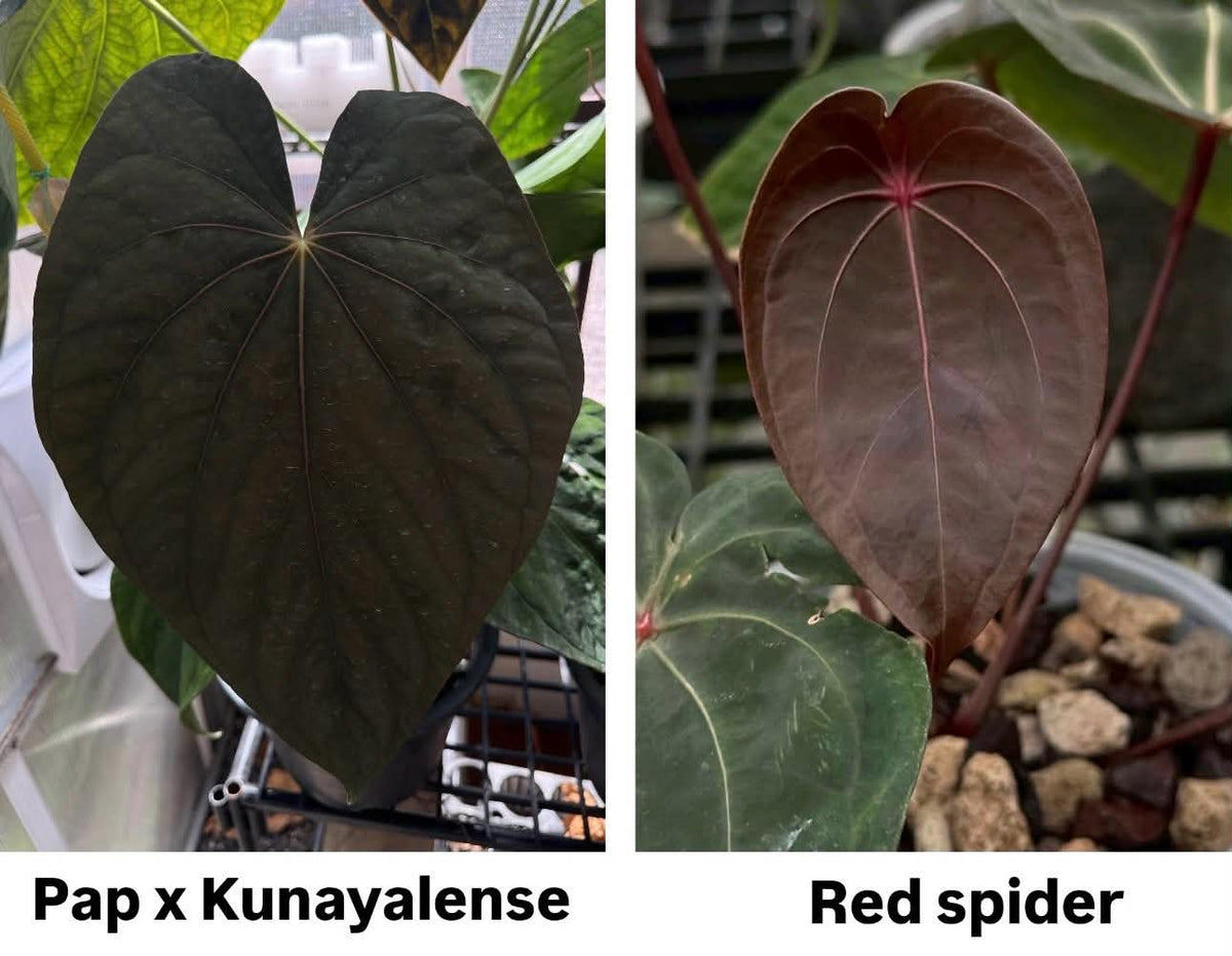 Parent plants of this Anthurium seed cross