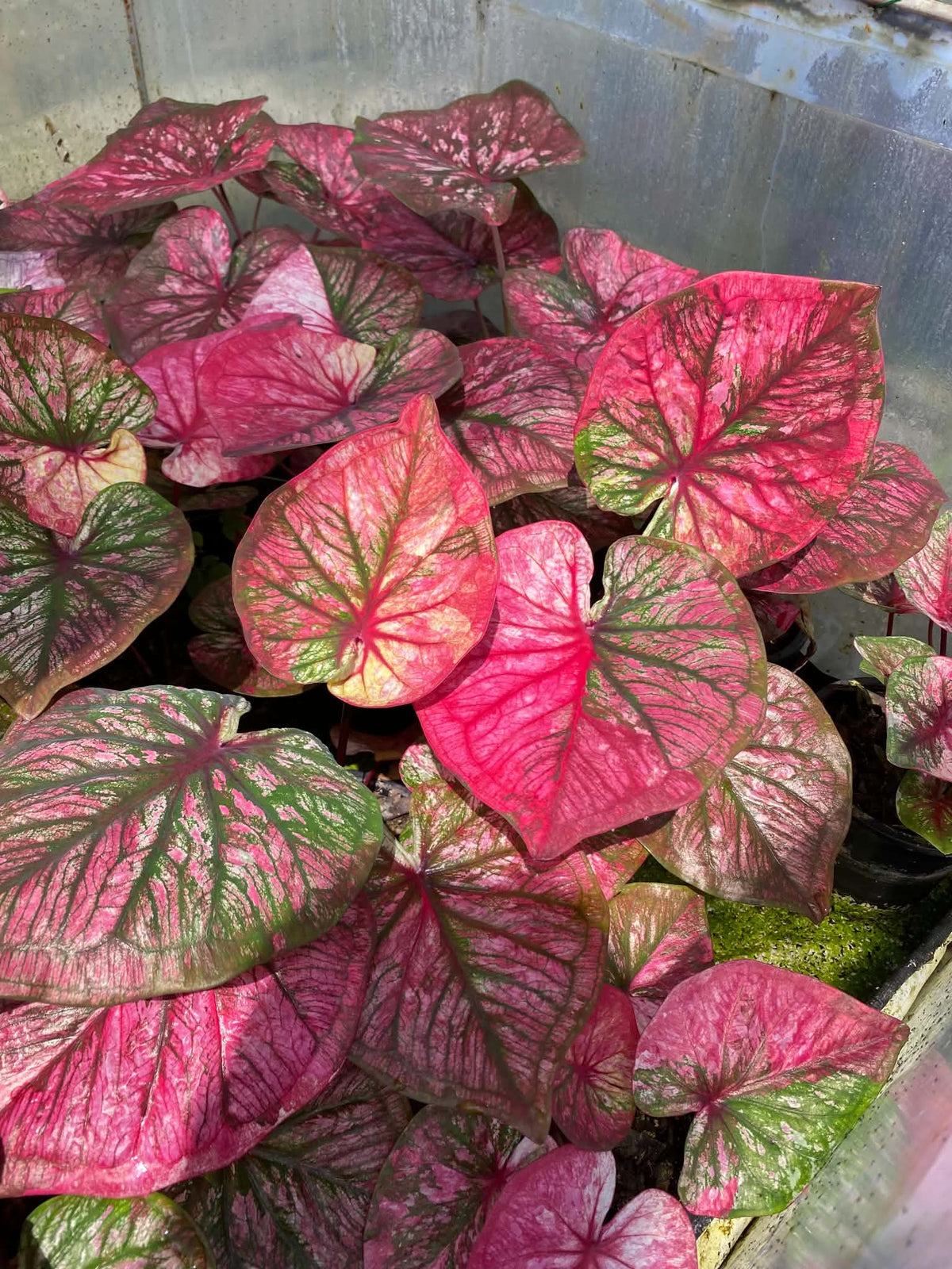 Caladium Thai Hybrid SUN06