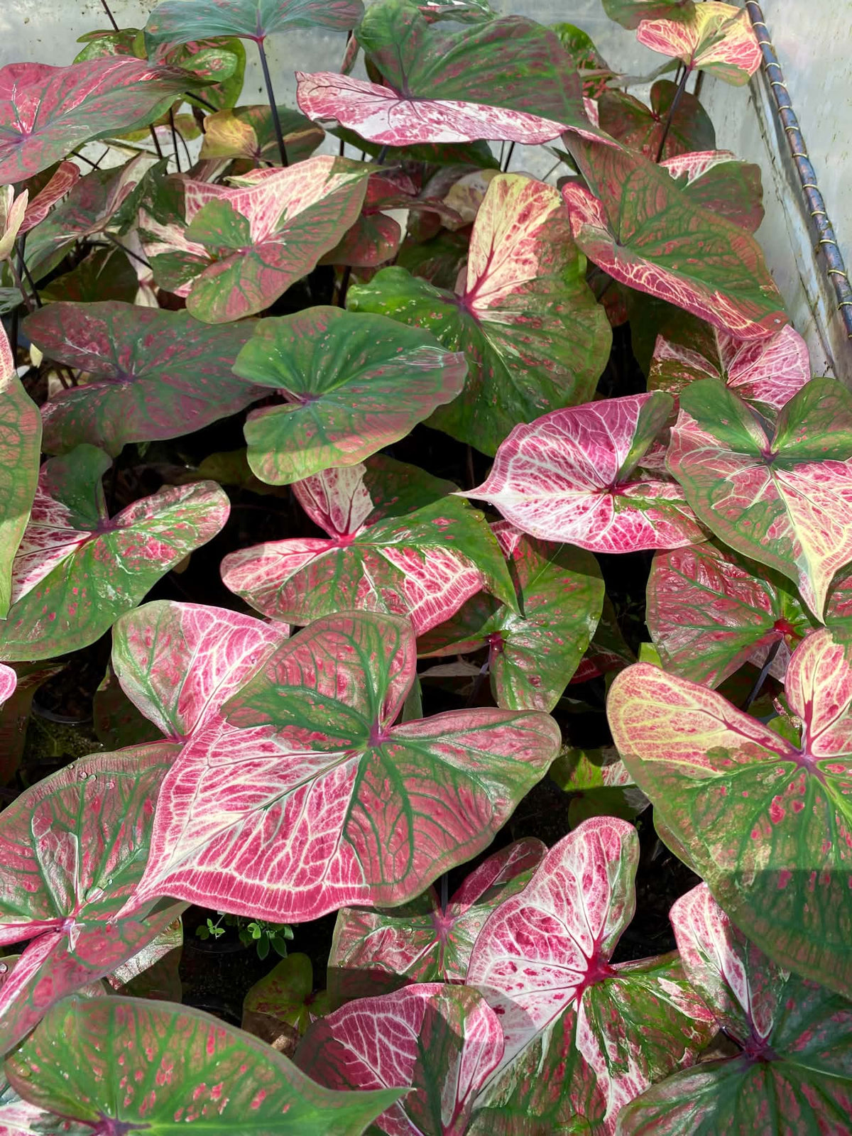 Caladium Thai Hybrid SUN14