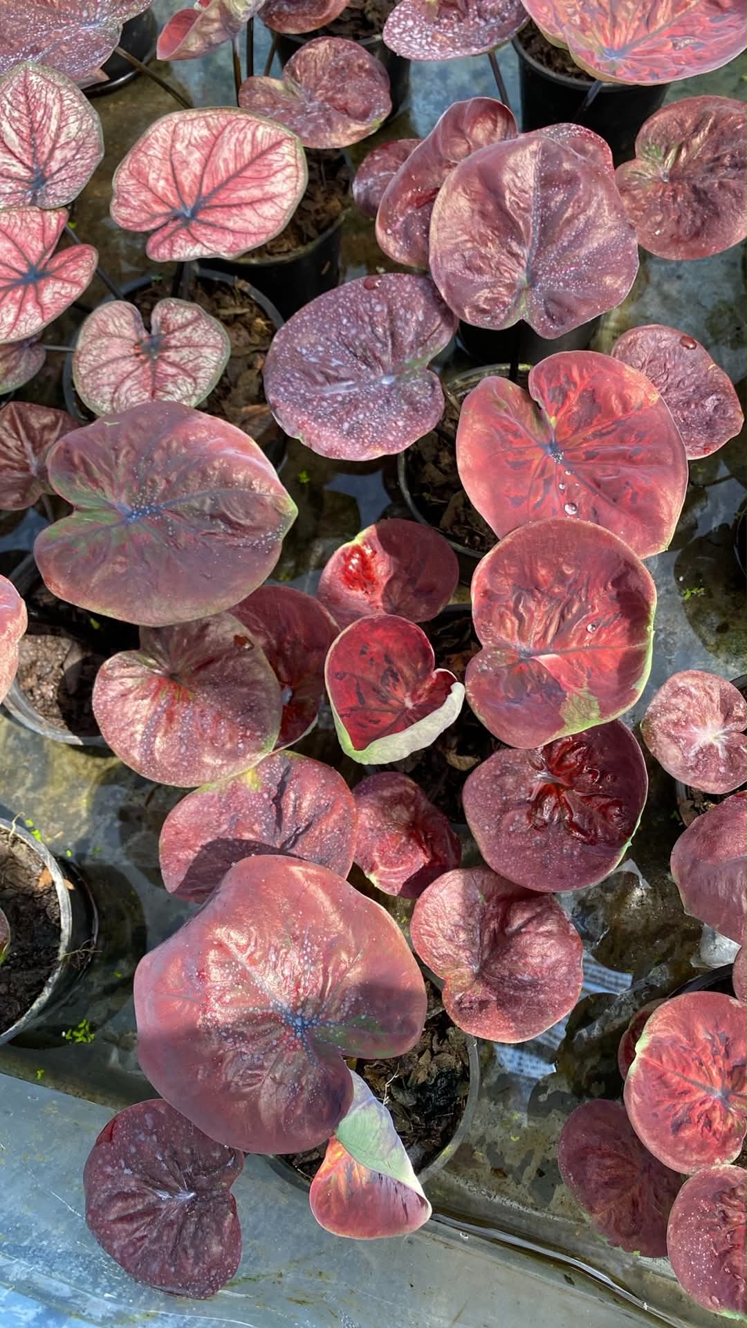 Caladium Thai Hybrid SUN23