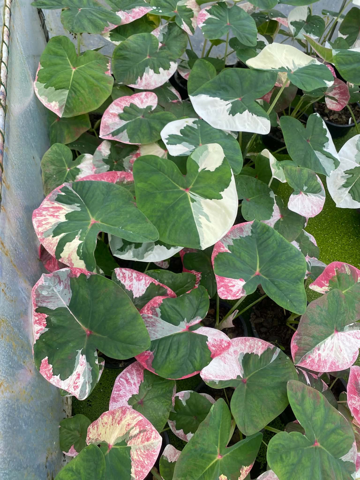 Caladium Thai Hybrid SUN28