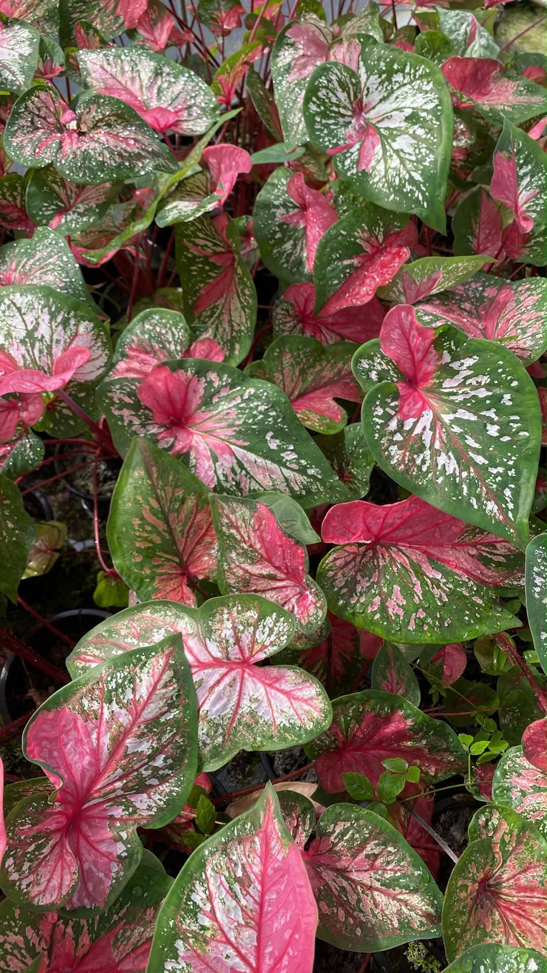 Caladium Thai Hybrid SUN38