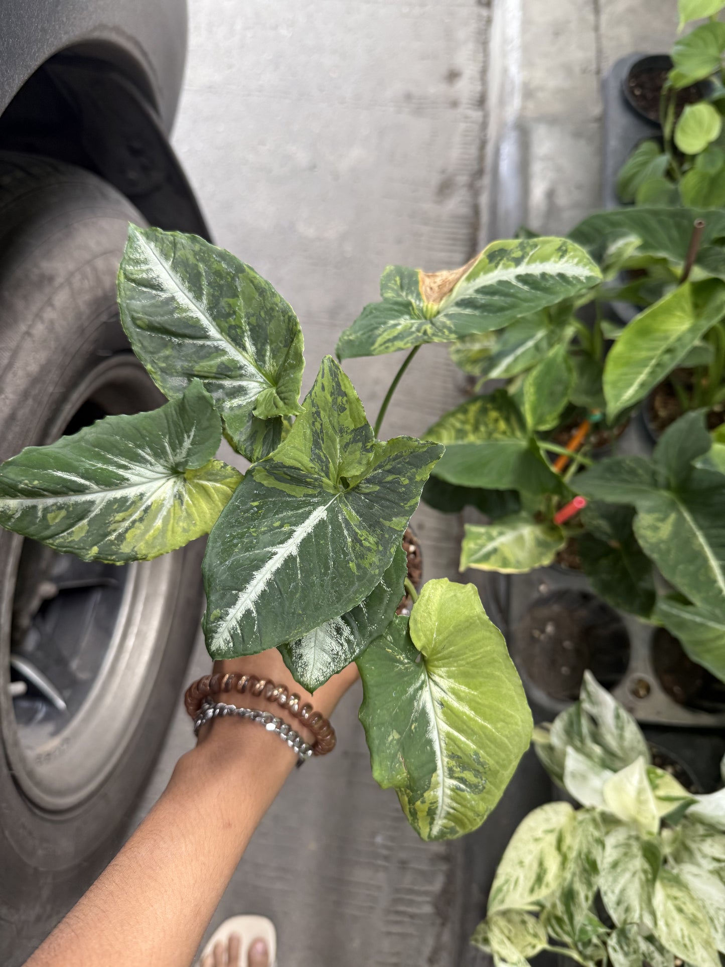Syngonium Scrambled egg (Pre-Order)