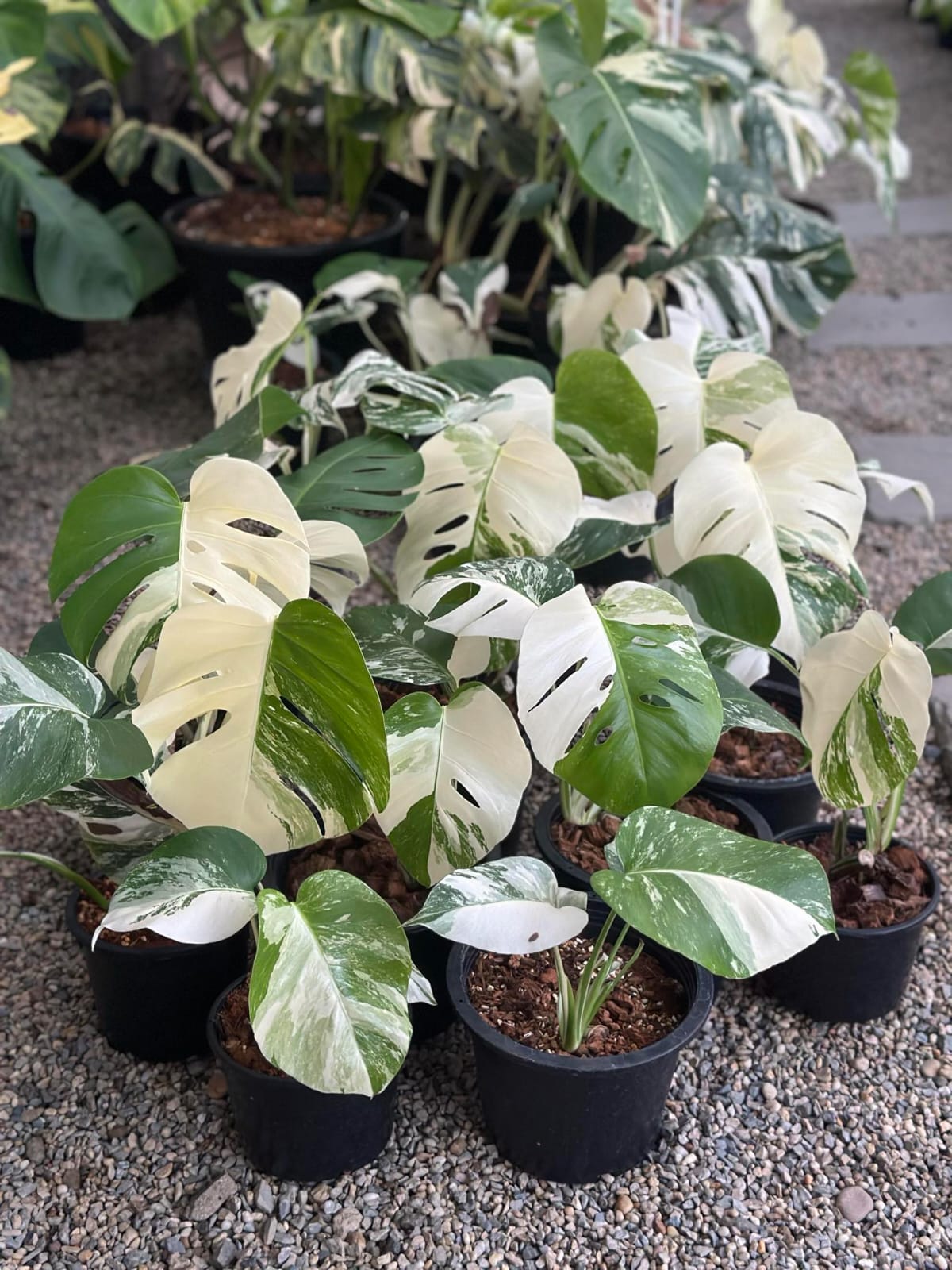 monstera deliciosa albino for sale Monstera Albo