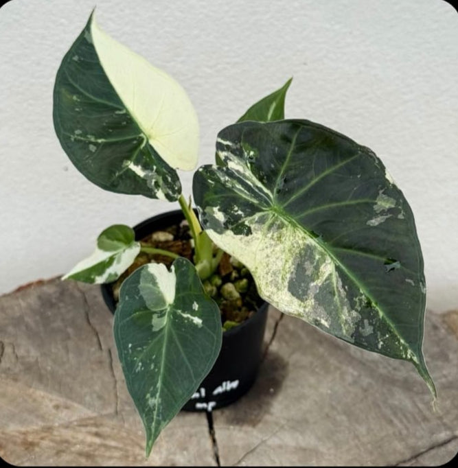 Alocasia Regal Shield Albo Tissue Culture (PRE-ORDER)-TC056