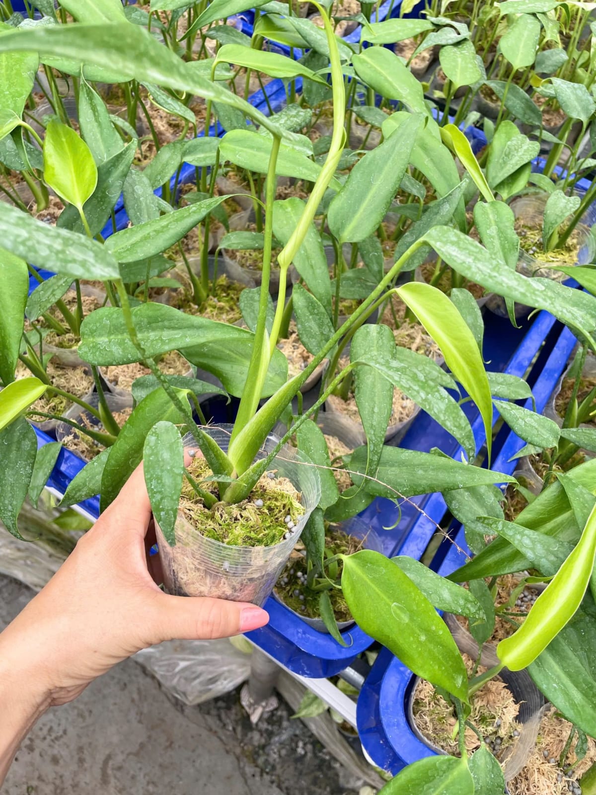 Monstera Burle Marx Flame 2.8 Inch (Pre-Order)