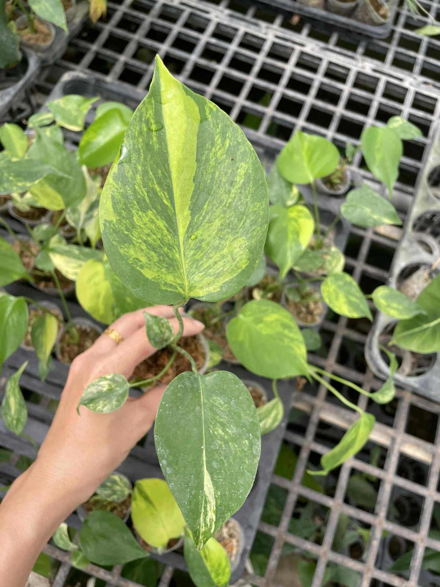 Monstera Deli Yellow Marilyn 1.7 Inch (Pre-Order)