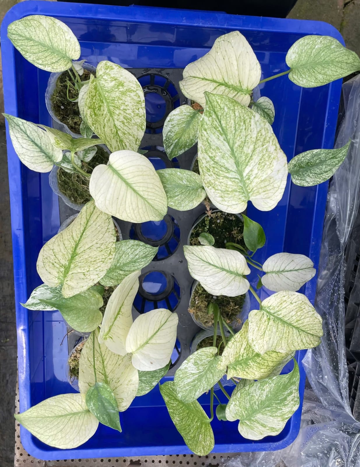 Monstera Deli White Monster 1.7 Inch (Pre-Order)