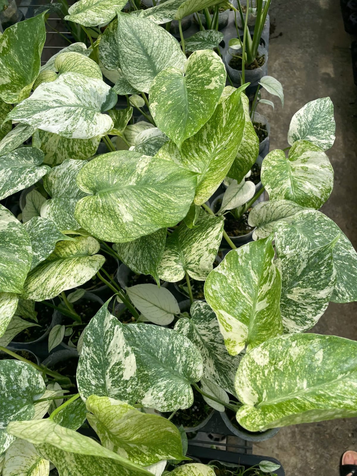 Monstera Deli White Monster 3.5 Inch (Pre-Order)