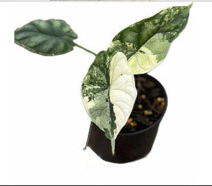 Alocasia Dragonscale Albo - Pre Order
