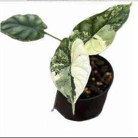 Alocasia Dragonscale Albo - Pre Order