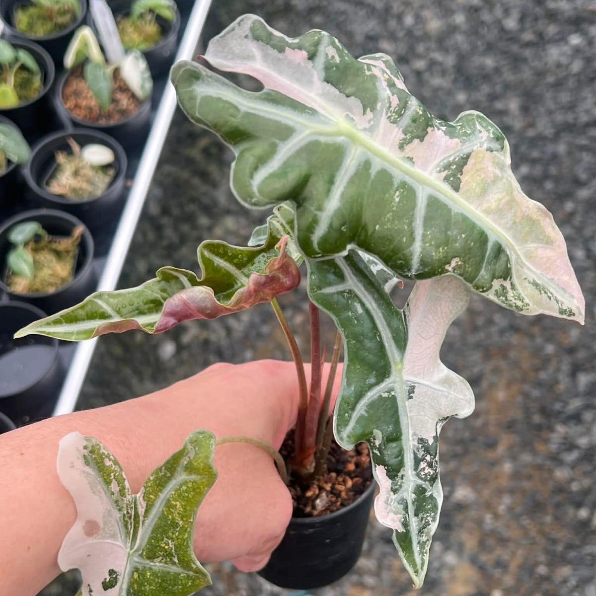 Alocasia Pink Nobolis - Pre Order