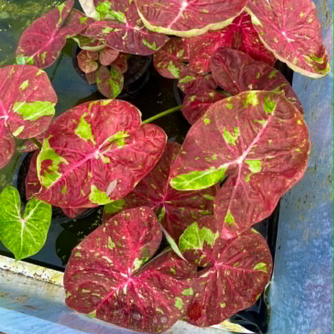 Caladium Pre-Order-C005