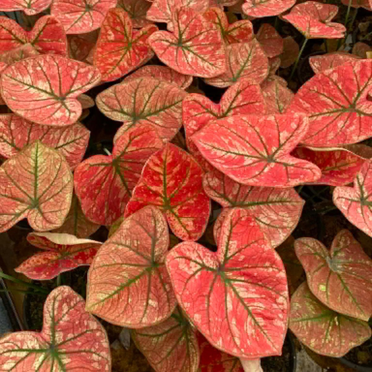 Caladium Pre-Order-C009