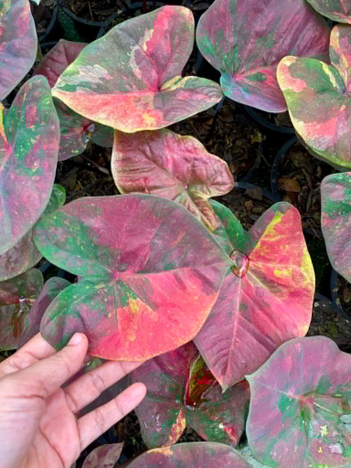 Caladium Pre-Order-C010