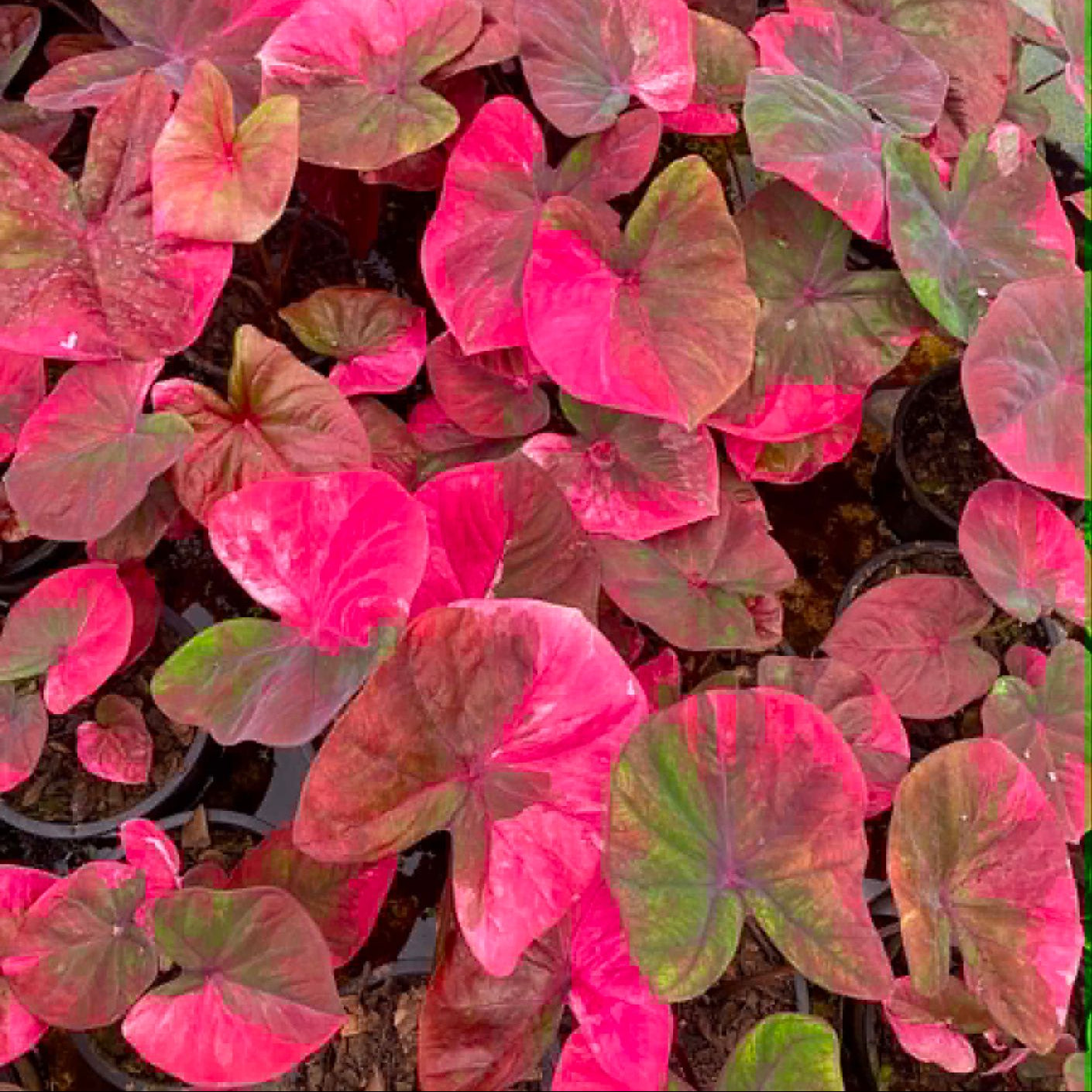 Caladium Pre-Order-C015