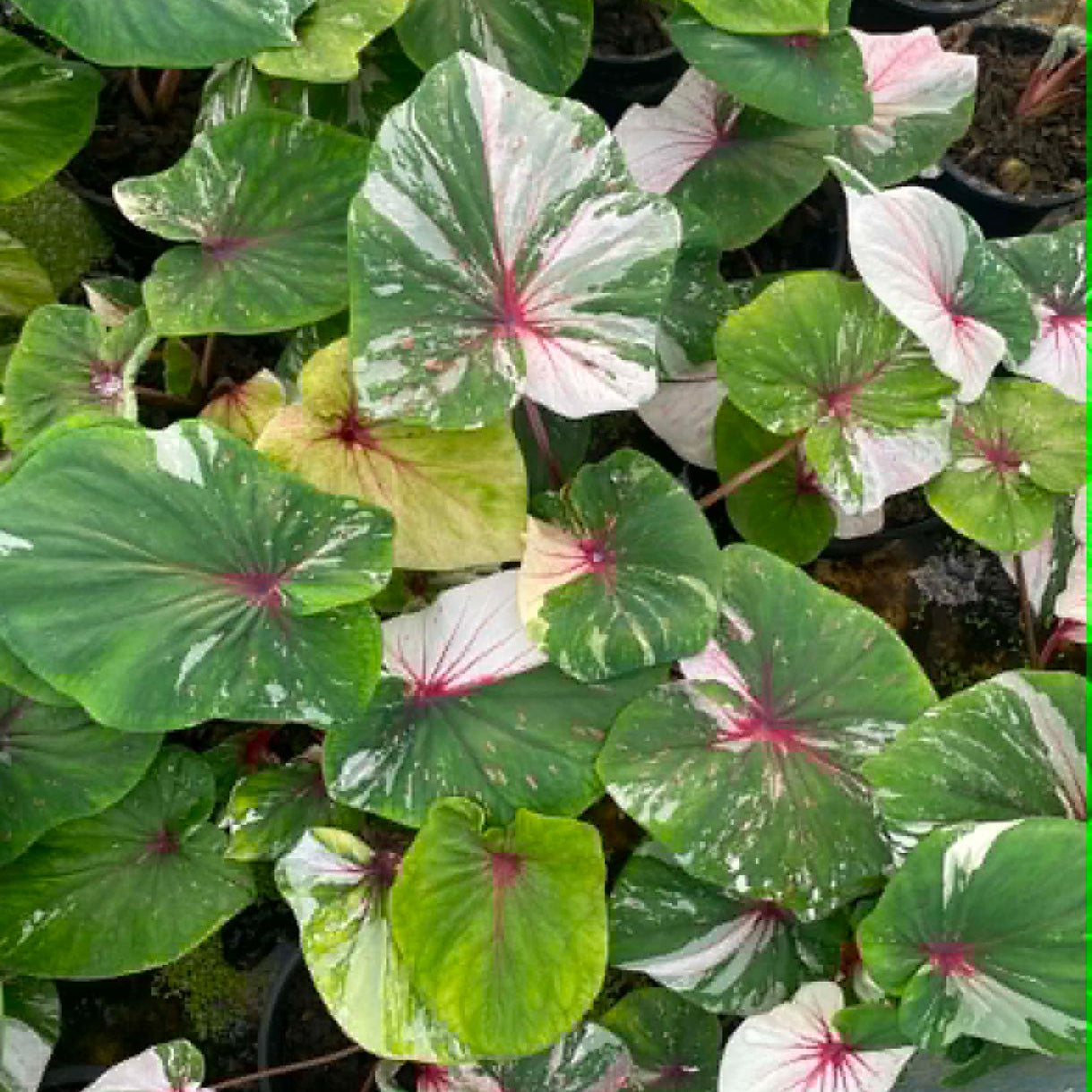 Caladium Pre-Order-C013