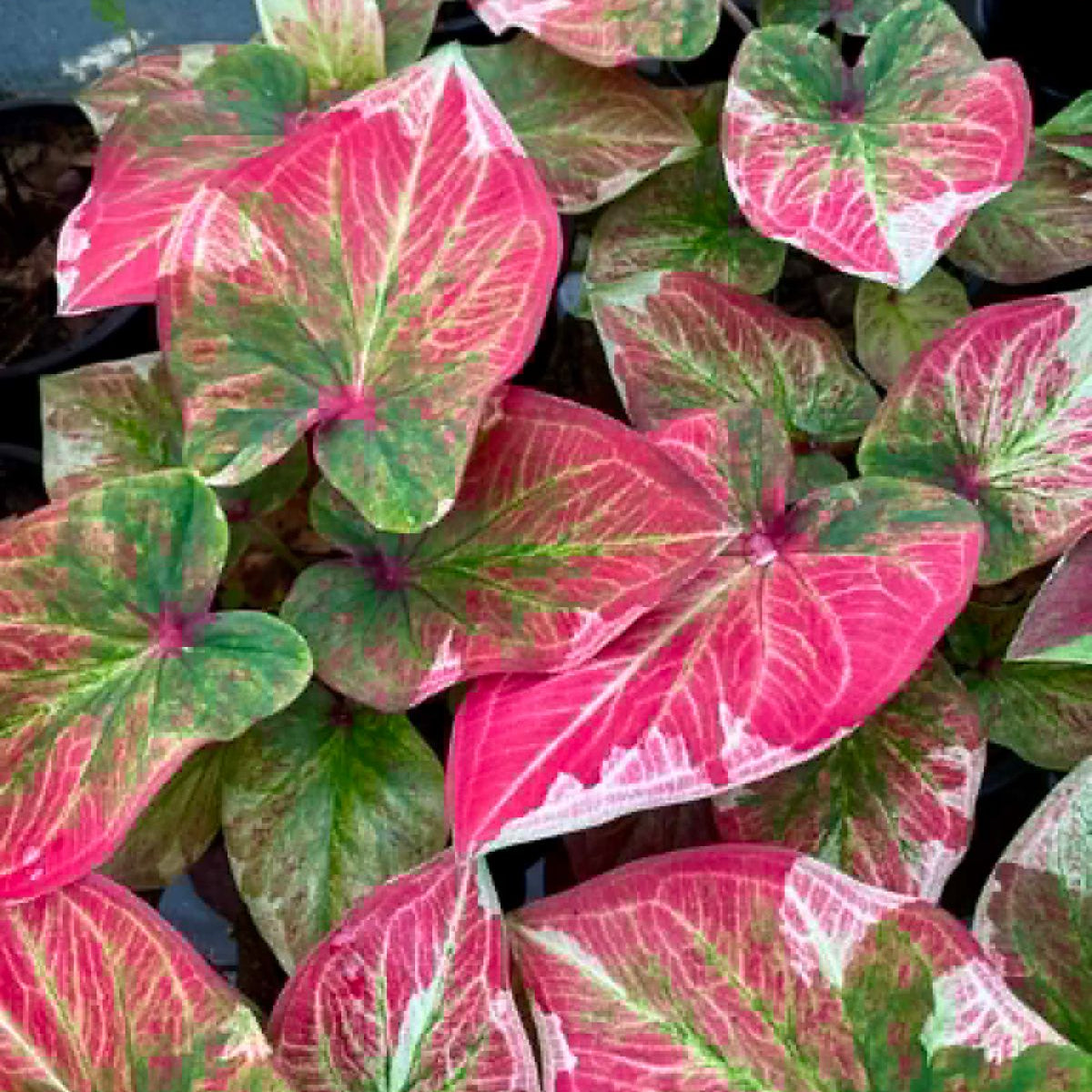 Caladium Pre-Order-C014