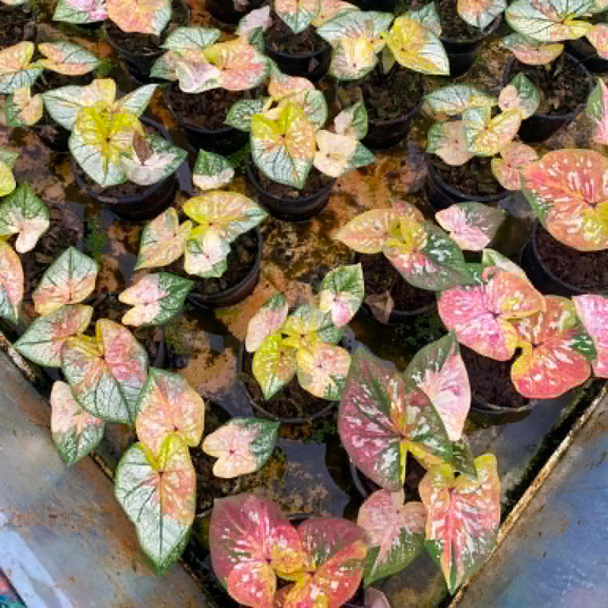 Caladium Pre-Order-C017