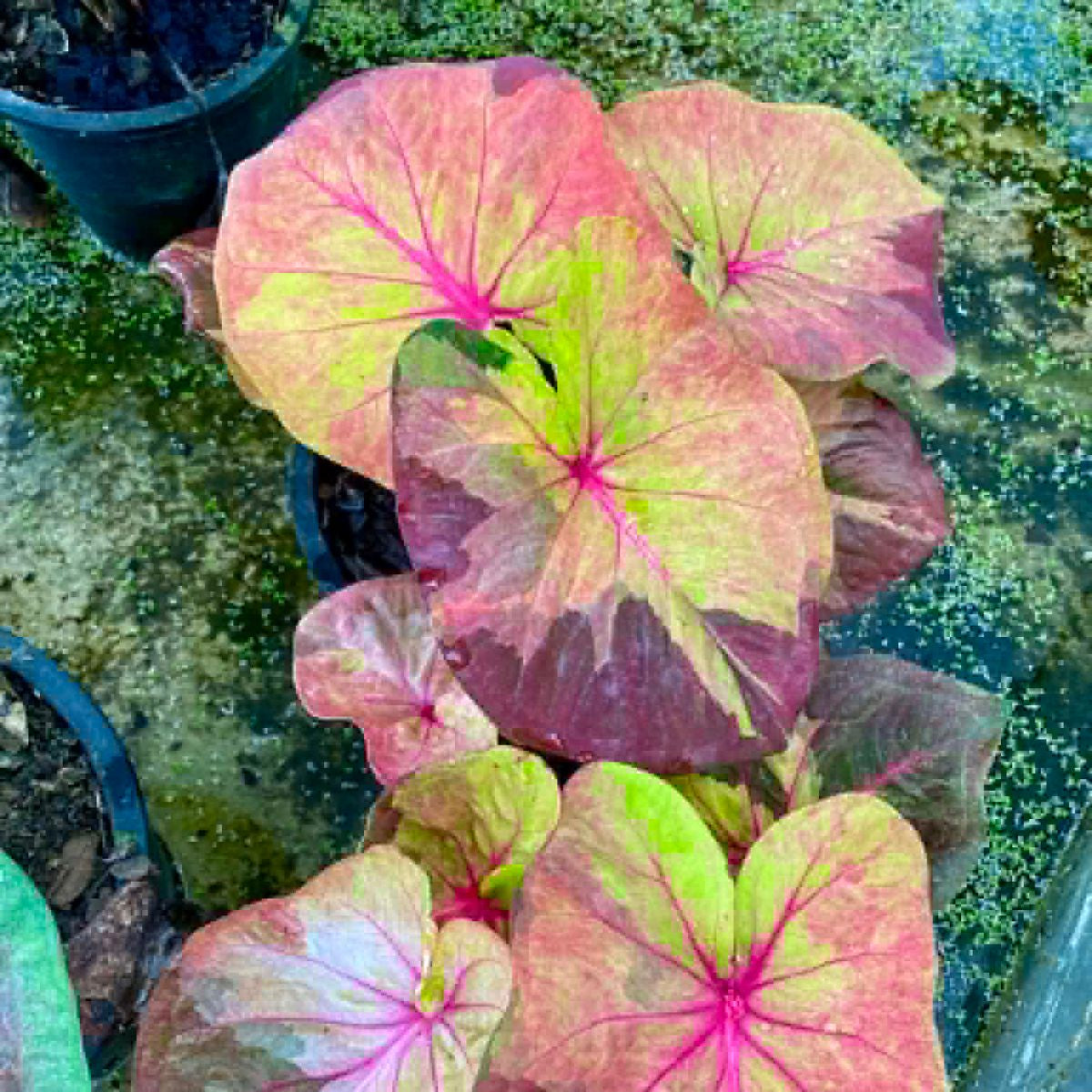 Caladium Pre-Order-C016