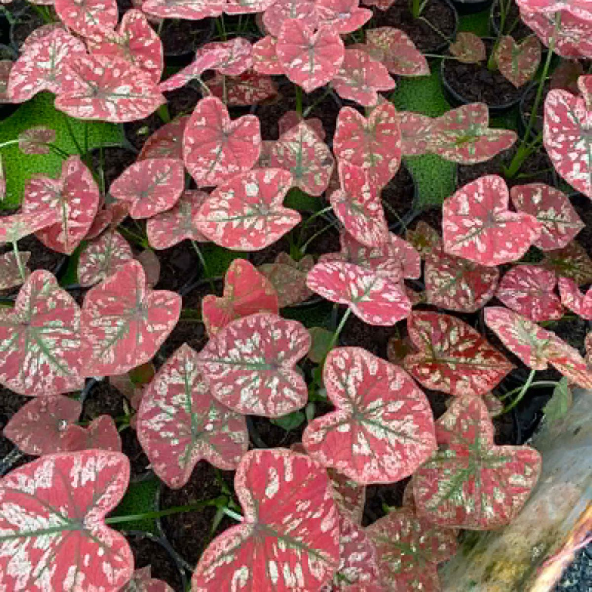 Caladium Pre-Order-C019