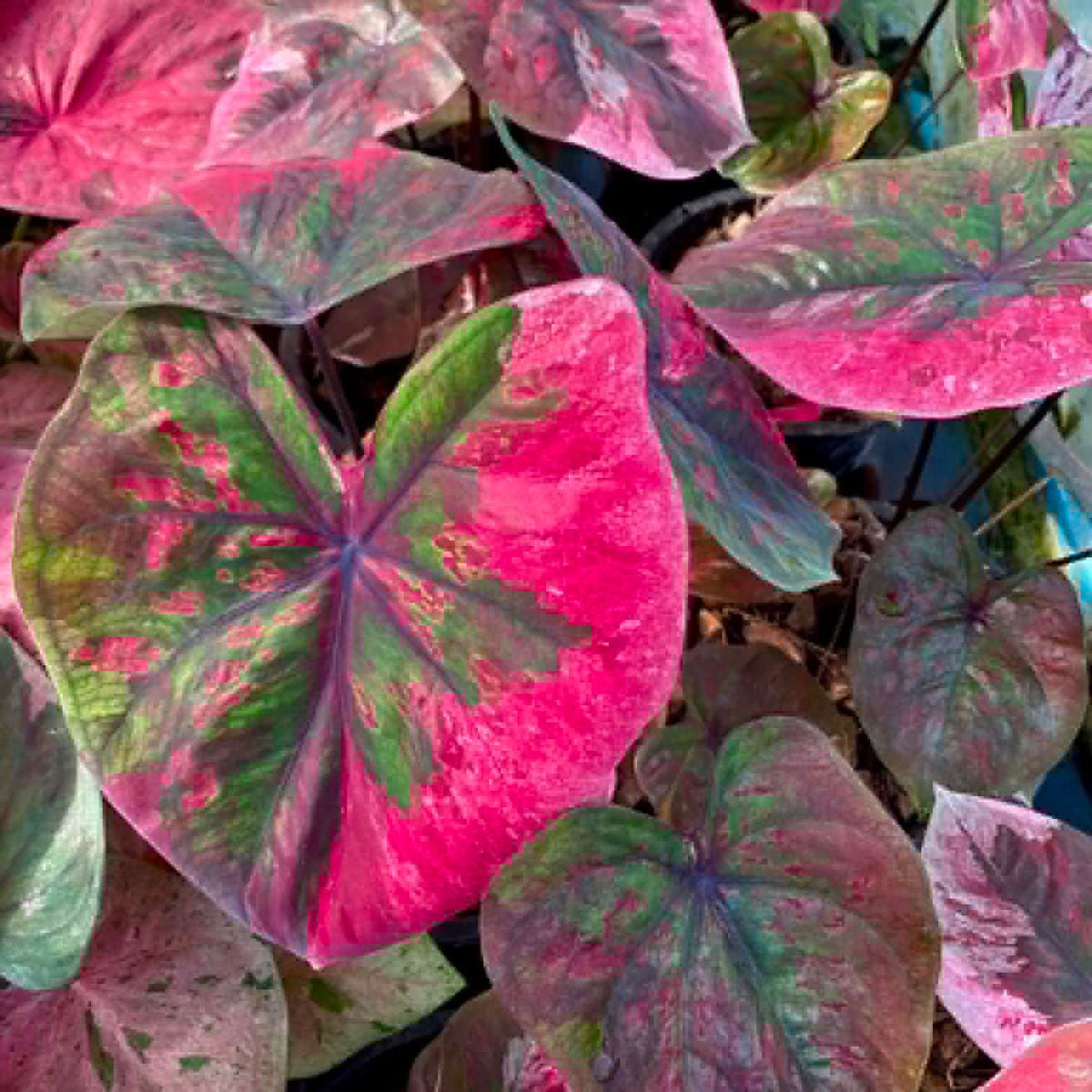 Caladium Pre-Order-C023