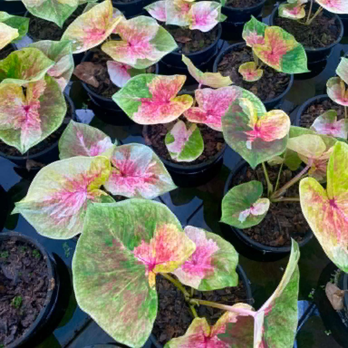 Caladium Pre-Order-C022