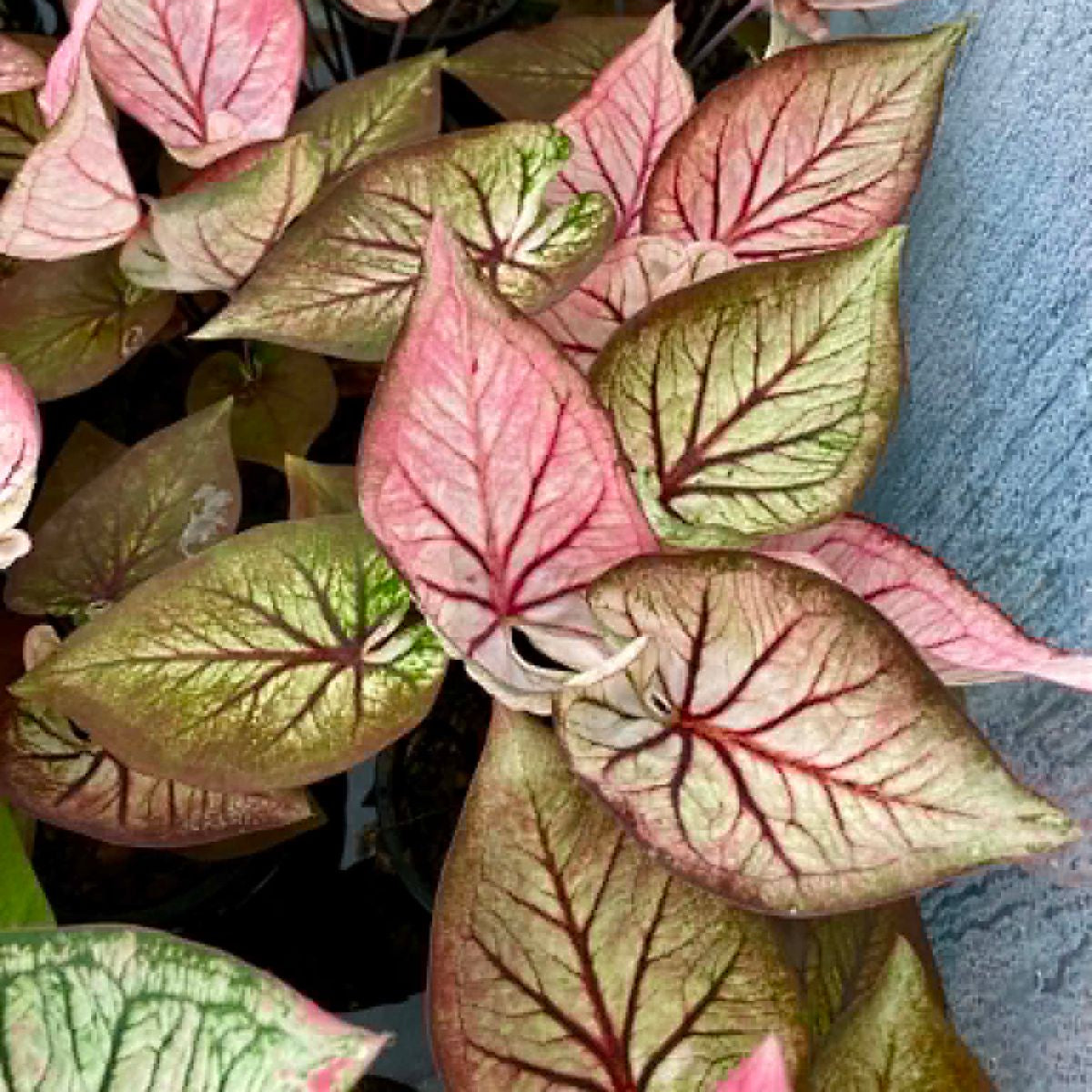 Caladium Pre-Order-C026