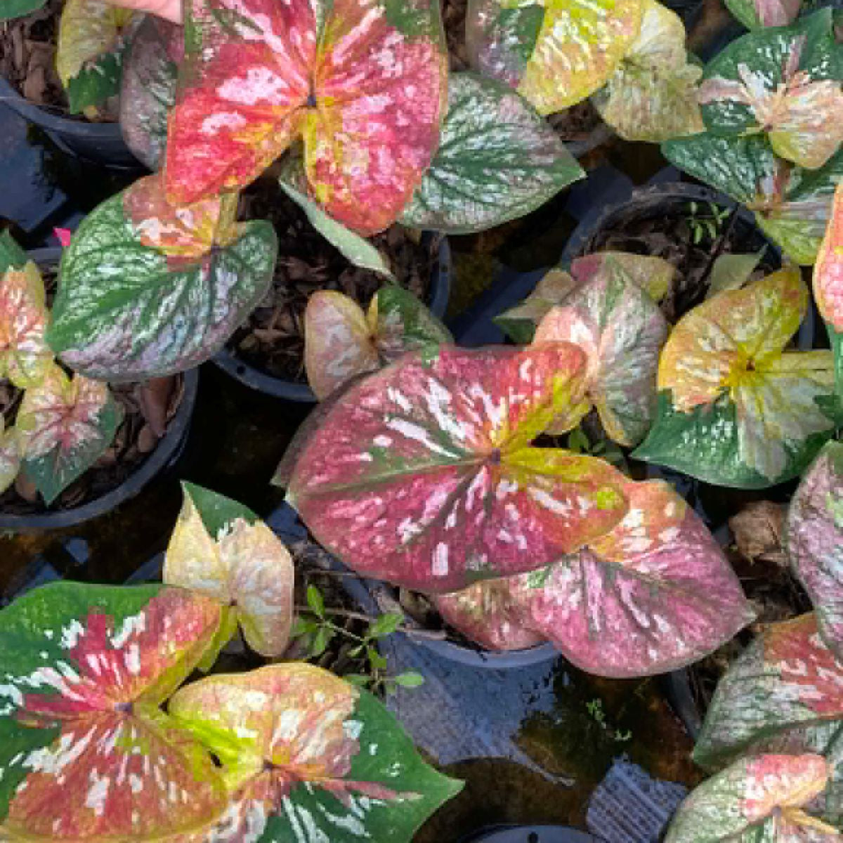 Caladium Pre-Order-C027