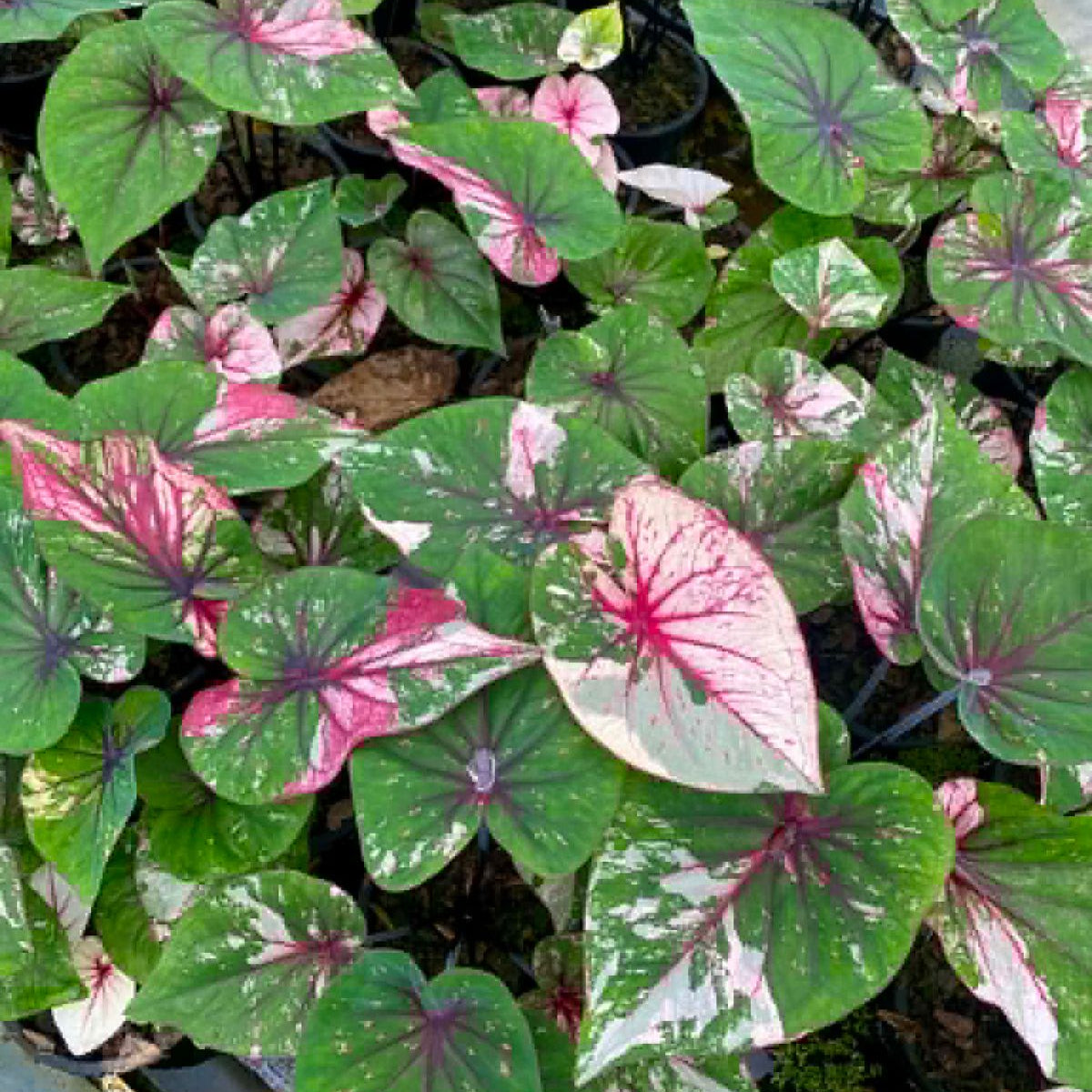 Caladium Pre-Order-C031