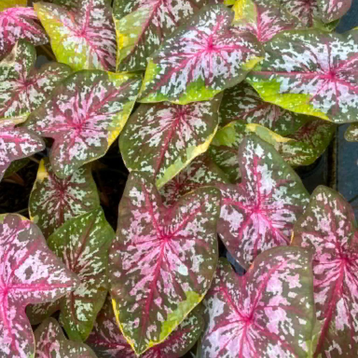 Caladium Pre-Order-C038