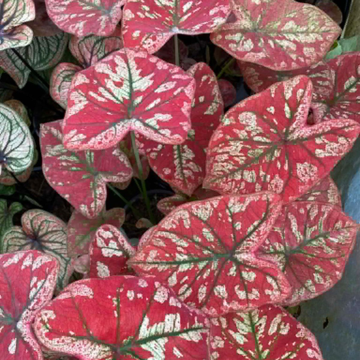 Caladium Pre-Order-C036