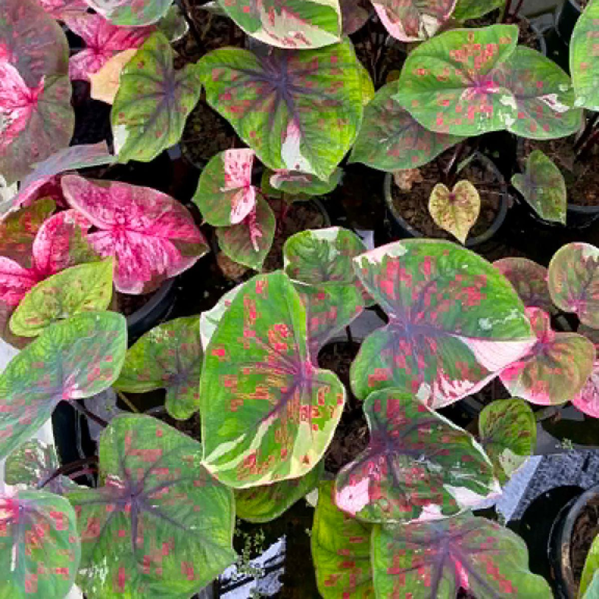 Caladium Pre-Order-C043