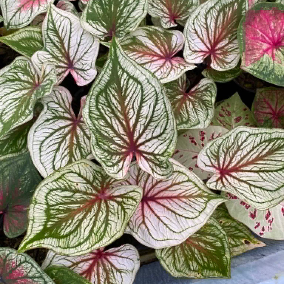 Caladium Pre-Order-C042