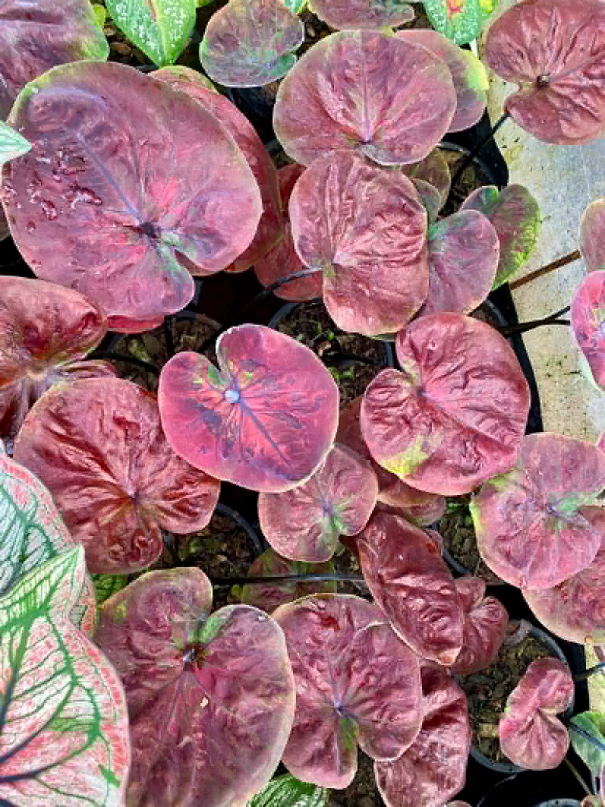 Caladium Pre-Order-C045