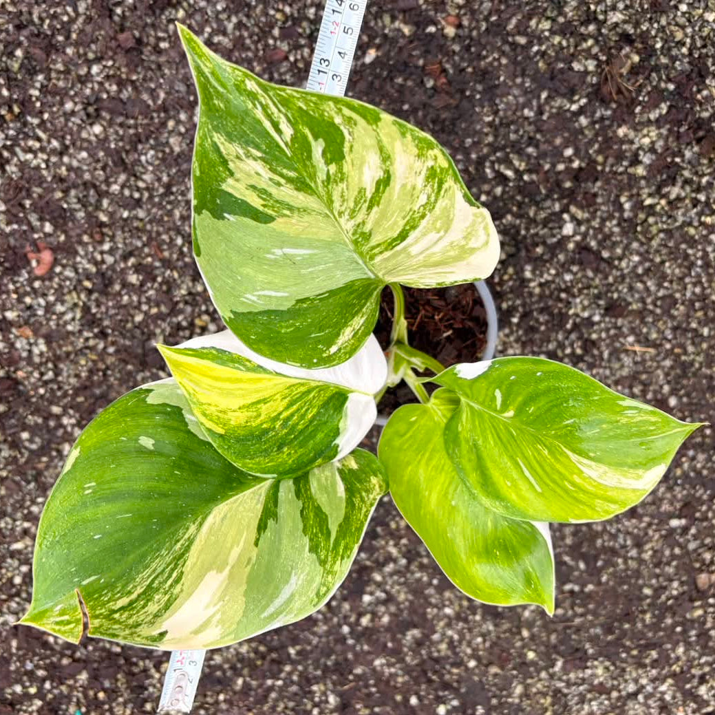 Philodendron White Wizard Tricolor - Pre Order