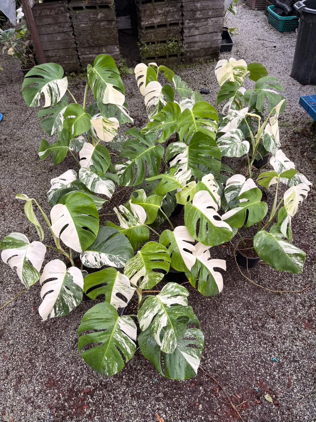 Monstera Albo - Pre Order