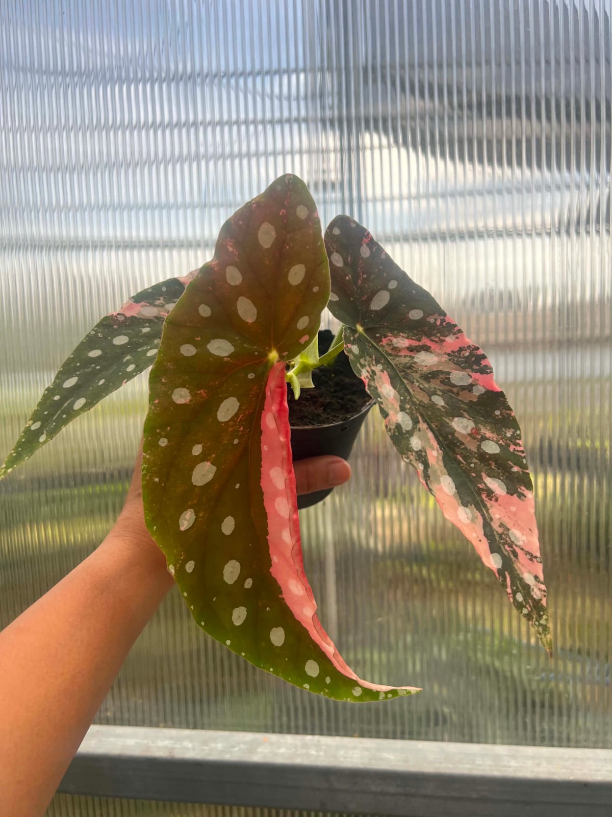 Begonia Maculata Pink Variegated A - Pre Order